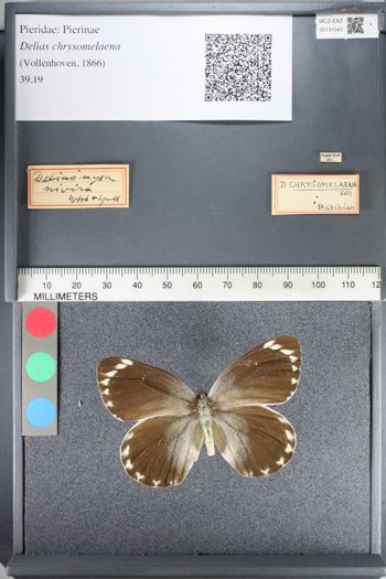 Media type: image;   Entomology 131541